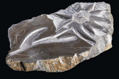 2021-Vsaka-roza-rabi-vodo-7x30x20-cm