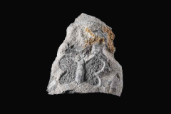 2023-Med-lepoto-in-soncem-33x38x30-cm